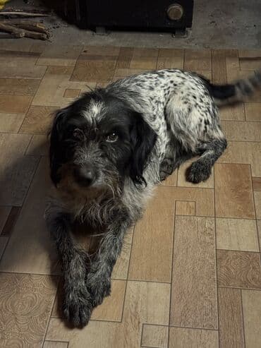 Иттер: Ит бекер берилет: Дратхаар, 5 жаштан жогору, Эркек — 3