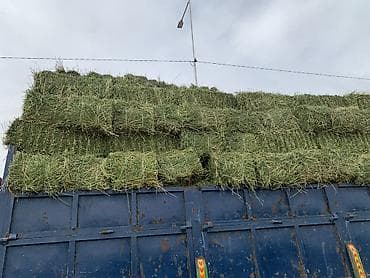 аары ящик алам: Сено в тюках
беде чоп сатылат 250 тук 1 чабык кургак ! таза 
кеминде — 3