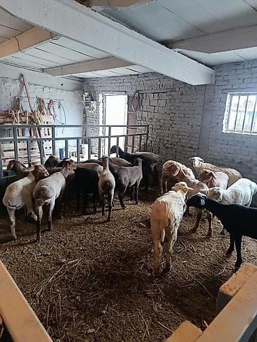 кормушка для скот: Продаю | Овца (самка) | Для разведения | Ярка — 1