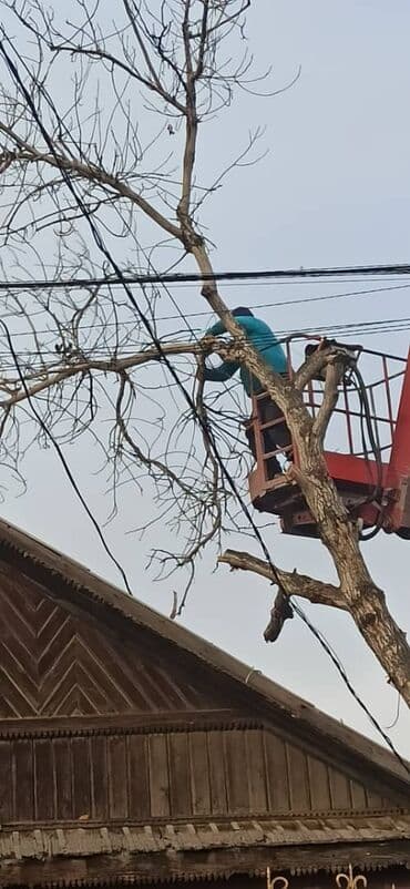 разнорабочий керек: Спил самых сложных опасных деревьев пилим дрова. Можно с гвоздями — 3