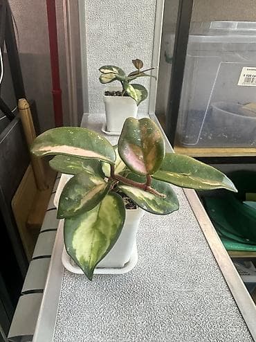 цветы комнатные в бишкеке: Хойя, сансиверия, аглонема
1) 500, 2) 1500, 5) 400, 6) 600, 7) 500 — 3