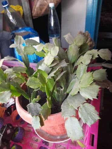 меняю или продаю: Актуально.Срочный Обмен на 3 литра растительного масла-цветок — 1