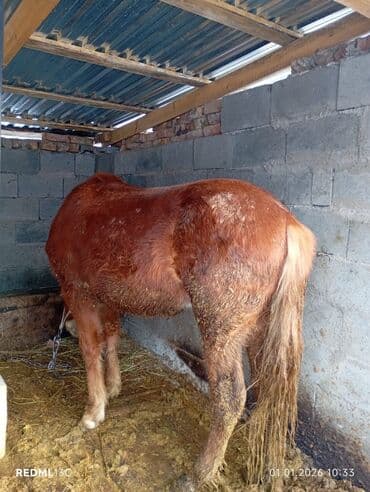 А/ч жаныбарларын сатам: Сатам | Жылкы (эркек) | Аргын | Жумушка, Союуга — 2