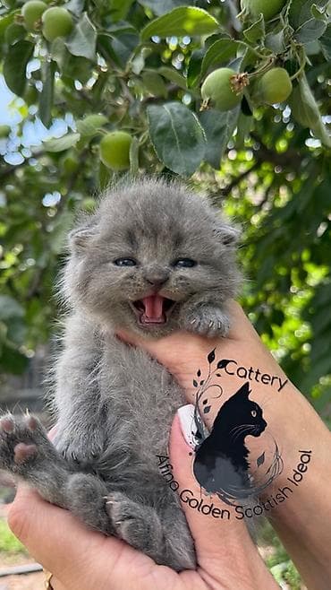 Скотиш Фолд (Шотландская вислоухая), 1 месяц, Мальчик, Голубой, Приучена к лотку, Проглистована, С документами