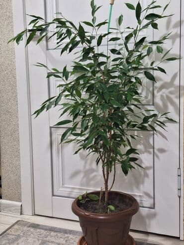 фикус пальма: Срочно срочно не дорого каждая по 1100 сомов. Продаю комнатные — 5