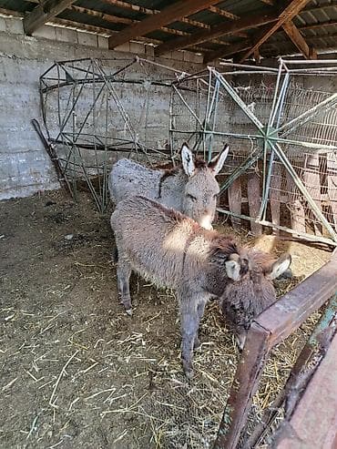 Ослы молоды продю