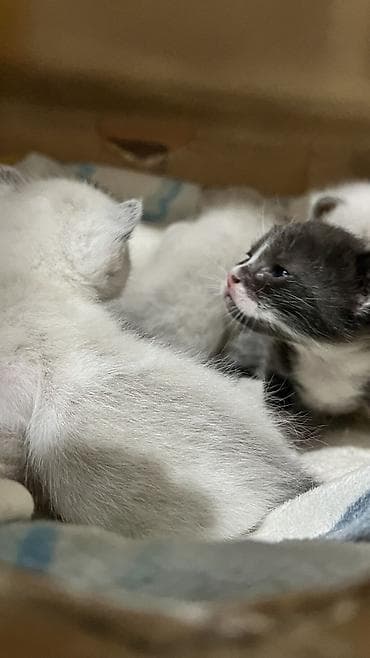 кошки в токмаке: Кошка даром: Сибирская, Девочка — 7