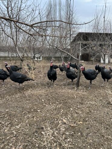 ат косилка: Продаю | Индюшка (самка), Индюк (самец) | Для разведения | Племенные — 3