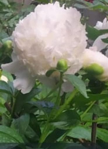 стул бишкек: Саженцы прибалтийскогофундука (лещины),годовалые от 300 сомов — 7