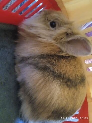 той терьер в добрые руки: 🐰 Продается очаровательный кролик-самец! 2,5 годика, здоровый, милый и — 2