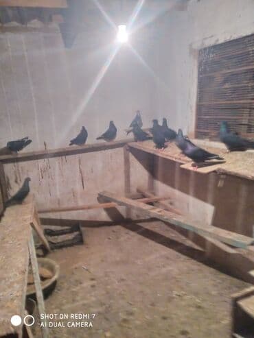 охотничый собака: Продаю амереканцов оптом от 6 до 7 пар — 1