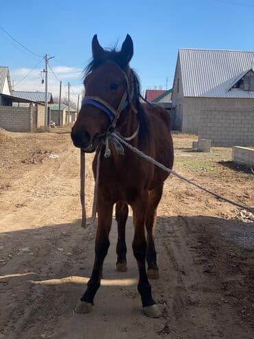 металлический ящик: Продаю | Кобыла (самка) | Рабочий | Мерин — 1