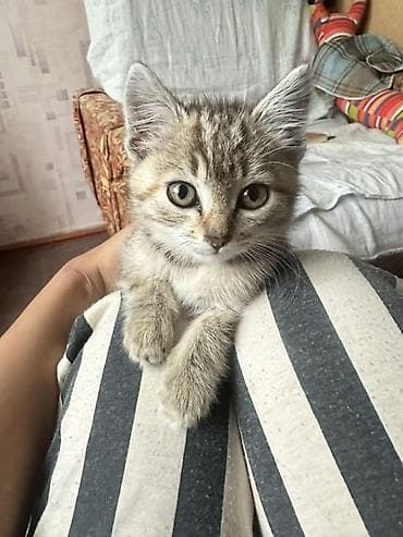 американская жесткошёрстная кошка: Кошка даром: Беспородная, 2 месяца, Девочка, Приучена к лотку — 5