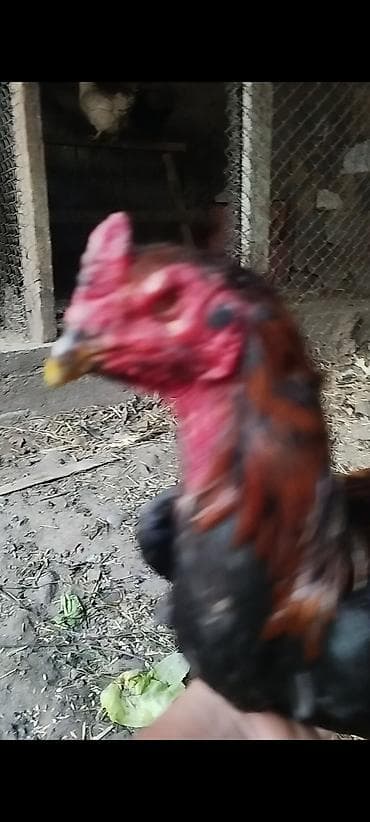 продаю яйца гусины: Петух хороший крови одноглазый дерётся хорошо можно через спар не — 7