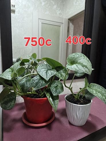 забыл: Кашпо с мини-композициями из кактусов и суккулентов - Живые кактусы в — 4