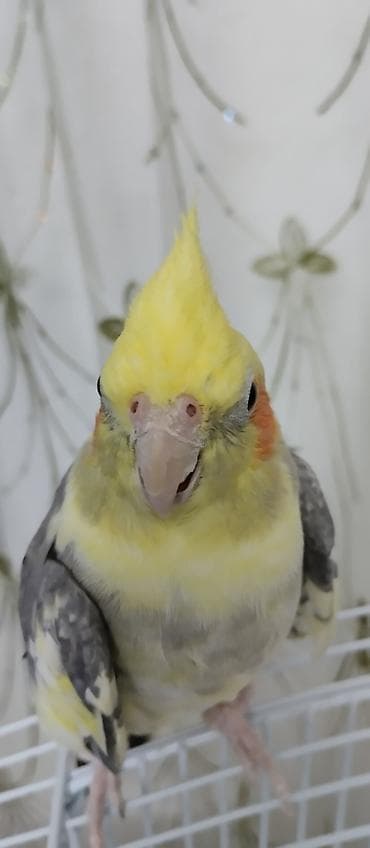 утка лалафа: Продаются две здоровые и ухоженные кореллы. 🐦 Описание птиц: 1 корелла — 8