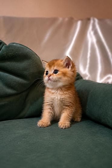 цена сиамской кошки: Скотиш Страйт (Шотландская прямоухая), 1 месяц, Девочка, Золотая шиншилла, Приучена к лотку — 2