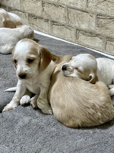акустические системы nigin колонка в виде собак: Кокер-спаниель, 1 месяц, Самец — 13