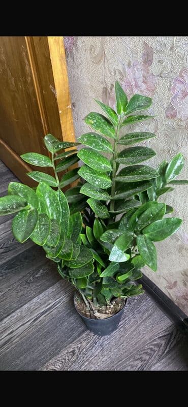 Продаю вОФИС БАНК ДЛЯ ВЫСОКИХ ЗДАНИЙ САМЫЙ РАЗ ЦВЕТЫ КРУПНОМЕР Ы