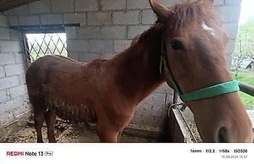 породистые собаки в бишкеке: Продаю | Жеребенок | Рабочий — 6