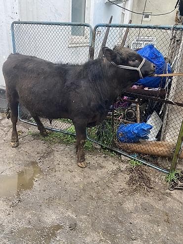 Продаю | Бык (самец) | На откорм | Привязанные