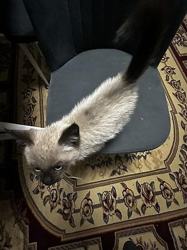 сиамская ориентальная кошка: Котёнок с сиамским окрасом (поинтовый): светлый корпус, тёмные ушки — 2