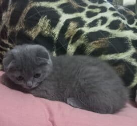 шотландский вислоухий котенок: Скотиш фолд( Шотландская вислоухая) Мальчик 2.5 месяца серый — 2