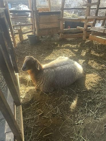 Продаю | Овца (самка) | Эдильбаевская, Арашан | Для разведения | Котные, Ярка