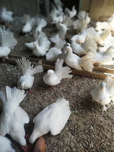 яйца павлина: Продаю голубей породы "павлин" оптом от 500 сом. Декоративные голуби — 6