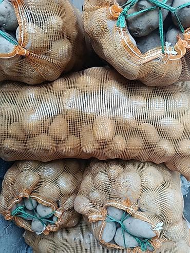 Картошка Пикассо, Оптом at lalafo.kg Картошка Пикассо, Оптом