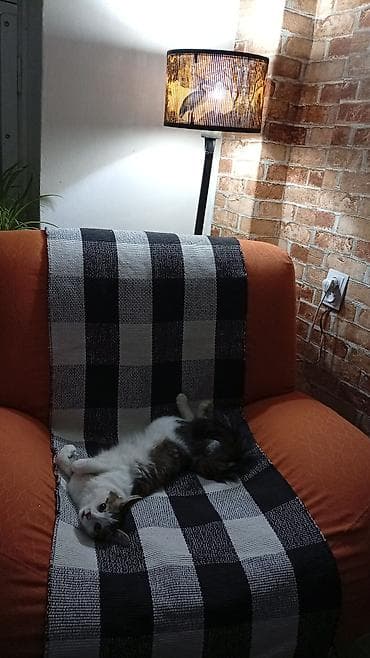 домашний кошка: Домашняя кошка с пушистым хвостом - Окрас: бело-табби (белая грудь и — 9