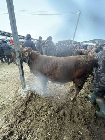 куда можно отдать кошку в бишкеке: Продаю | Бык (самец) | На откорм | Племенные — 2