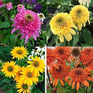 розы рассада: Пеларгонии сортовые — более 200 сортов в наличии - Ассортимент — 7