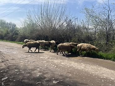 птица манаса: Продаю | Овца (самка) | Полукровка | Для разведения | Котные, Матка — 2