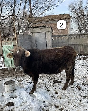 карова для молока: Продаю | Корова (самка) | Для разведения, Для молока — 3