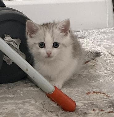кошка в ош: Скотиш Страйт (Шотландская прямоухая), 1 месяц, Девочка, Серебристая шиншилла, Приучена к лотку, Проглистована — 2