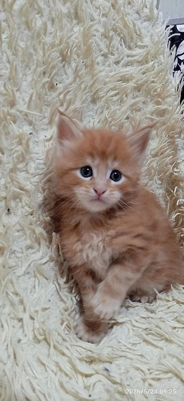 продажа собак бишкек: Мейн-кун, 1 месяц, Мальчик — 10