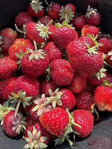 для пластиковых бутылок: Клубника — 9