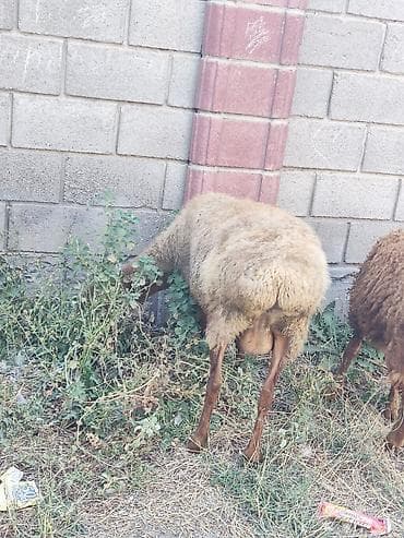 шотландская мраморная кошка: Продаю | Овца (самка) | Для разведения — 6