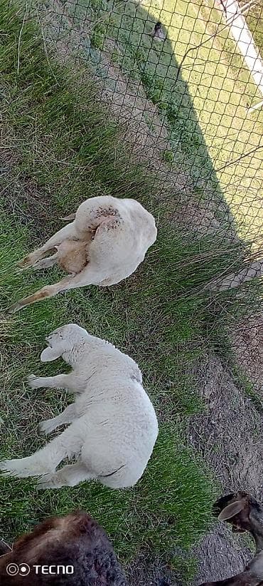 баран живой: Продаю | Ягненок, Баран (самец) | Для шерсти — 6