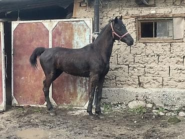 жмых подсолнечный: Продаю | Жеребец | Английская | Рабочий, Конный спорт — 2