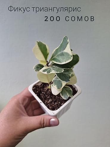 оптом светы: 🪴В продаже фикусы разных сортов. 🌿Названия и цены указаны на фото — 5