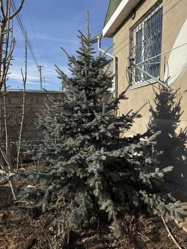 Ковролин: Ель колючая (голубая ель, Picea pungens ‘Glauca’) - Порода/окраска — 2