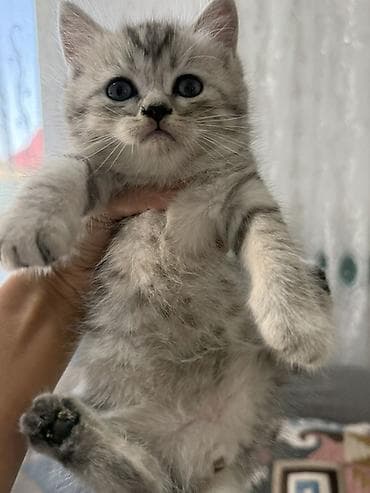 кошка шотландская цена: Скотиш Фолд (Шотландская вислоухая), 1 месяц, Девочка, Приучена к лотку — 5