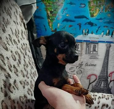 собаки пикинес: Той-терьер, 4 месяца, Самец, С прививкой — 3