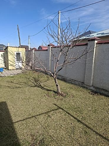 Бакча эмереги: Плодовое дерево яблони.Возраст 5 лет.Оченьвкусный,превосходный — 1