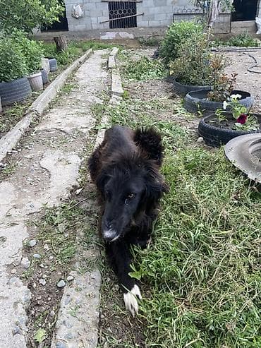 husky dog: Собака даром: 11 месяцев, Самка — 3