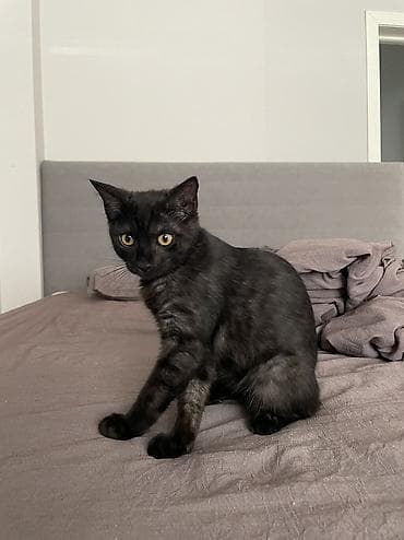 cat sofa: Кошка даром: Беспородная, 5 месяцев, Мальчик, Приучена к лотку — 1