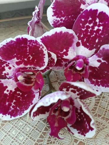 искусственные цветы бишкек: Орхидеи❤️ Продаю домашнюю коллекцию В ДАННЫЙ МОМЕНТ НЕ ЦВЕТУТ!!! — 2