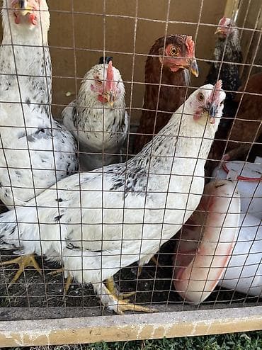 животные птицы: Куры 🐔 возраст 6 месяцев — 4
